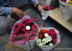 De Kalanchoe Xenia van Queen Genetics. Een stek in een 7cm pot in de linkerhand en 7 stekken in een 21cm pot aan de rechterkant. Ook kan hij goed gecombineerd worden met andere Kalanchoe soorten.